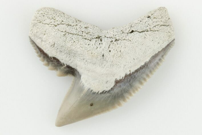 Fossil Tiger Shark (Galeocerdo) Tooth - Aurora, NC #195115